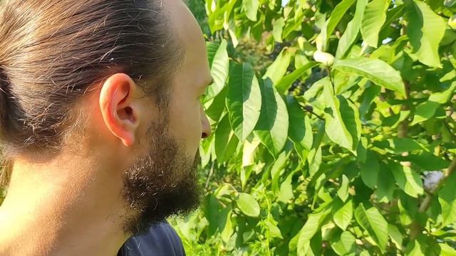 Азимина в Беларуси, первое плодоношение в открытом грунте смотреть онлайн