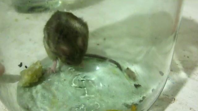 Мышка домашняя смотреть онлайн