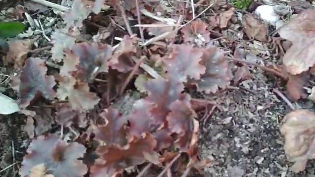 спасаем гейхеры весной