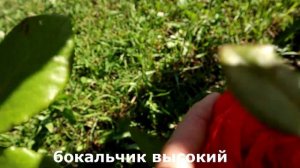 Роза Деметра, роза ВАУ, роза - мечта (WOW). Самый стойкий цветок.