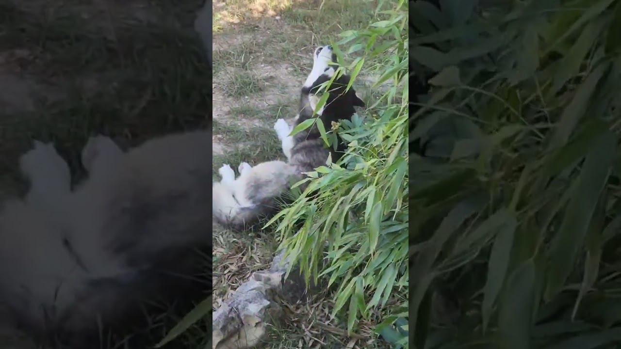 Когда безумно хочется на море))) #shotrs #крым2024 #евпатория смотреть онлайн