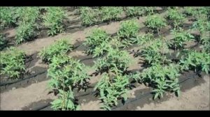 Супер подкормка томатов во время цветения. Нитроаммофоска минеральное удобрение для помидор .