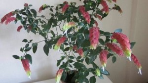 Белопероне - экзотический цветок из Южной Америки