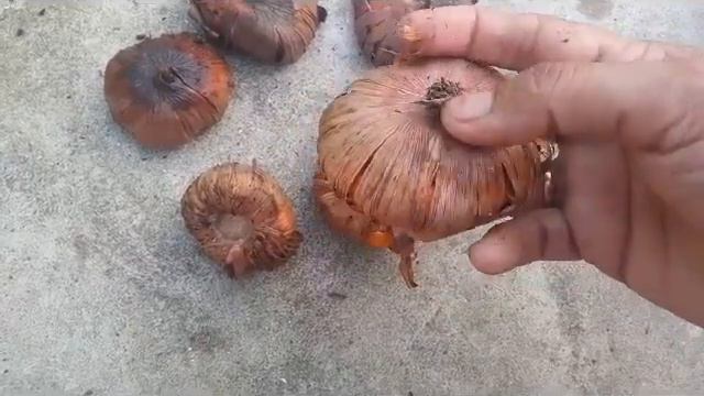 NO_131 How to select/buy healthy Gladiolus bulbs from nursery/shop to grow/winter bulbs(Hindi/Urdu) смотреть онлайн