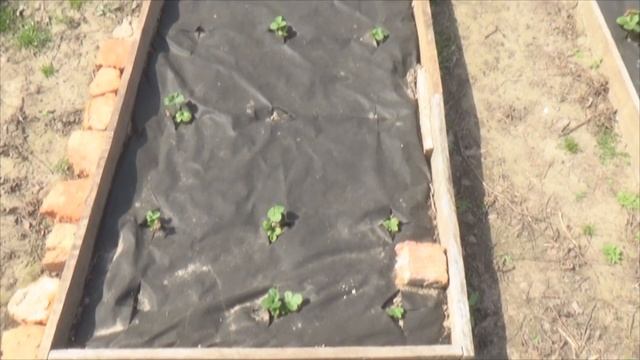 Ремонтантная клубника в узких грядках-коробах под черным агроволокном (часть 1) смотреть онлайн