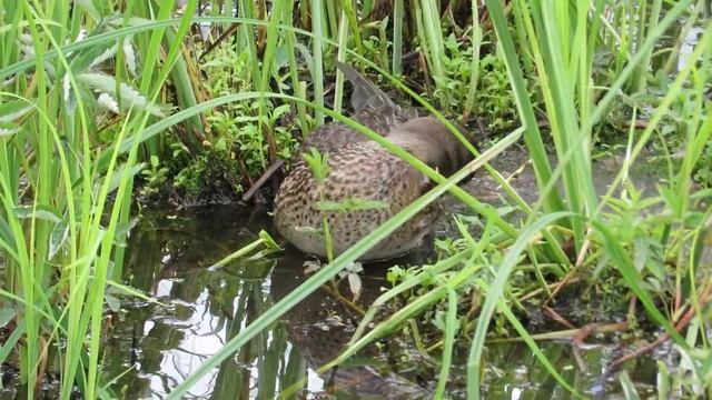 Чирок свистунок 4 августа смотреть онлайн