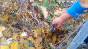 Черная малина кумберленд. Обрезка, пересадка и подготовка к зиме