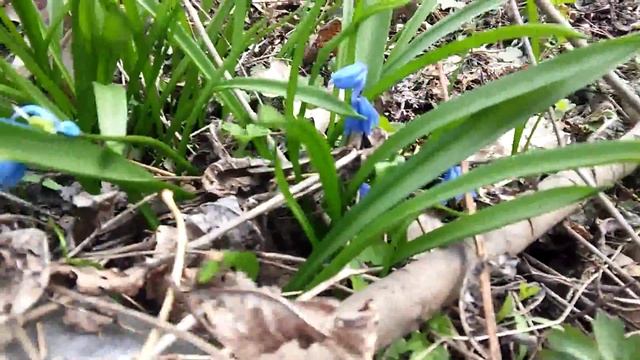 Пролеска или сцилла (Scilla)