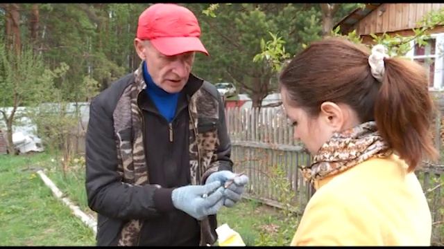 уДАЧное решение. Прививаем деревья при помощи дрели смотреть онлайн