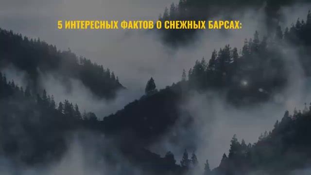 Снежный барс во второй раз попался на фотоловушку в Алматинской области