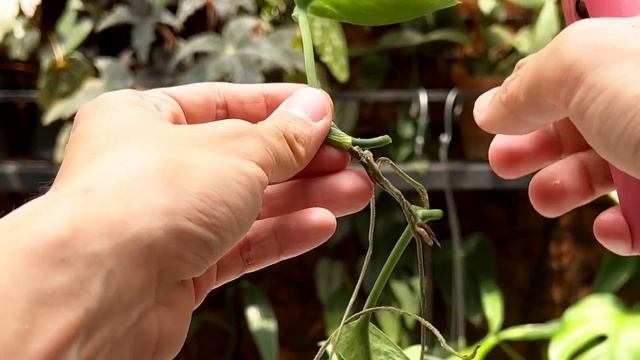 Challenging Scindapsus Treubii Variegated Propagation, Care and Acclimatization | With Updates! смотреть онлайн