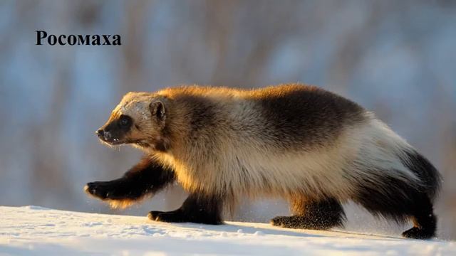 Тварини тайги смотреть онлайн