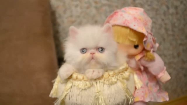 TIGRIS AMIGO KUPAVNA смотреть онлайн