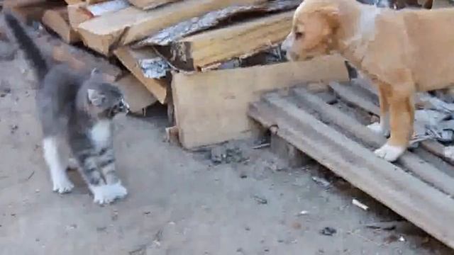 Карате-КОТ смотреть онлайн