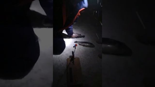 Ночной клёв Форели ?? смотреть онлайн