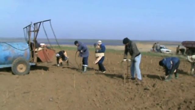 Посадка винограда с использованием гидробура смотреть онлайн