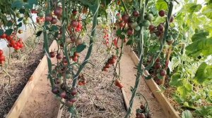 Обзор томатов черри  - Черри клубничный, Чёрная жемчужина, Самоцвет нефритовый, Джаспер фиолетовый