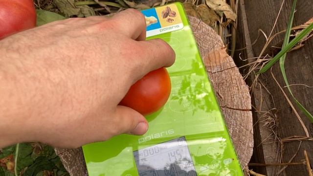 Томат "Очарование" от Любови Мязиной смотреть онлайн