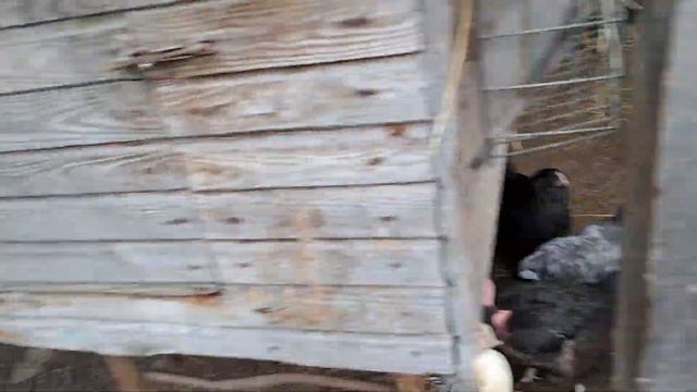 РІЗНІ КУРИ І РІЗНІ ХАРАКТЕРИ. ВІДМІННОСТІ МІЖ ПОРОДАМИ КУРЕЙ. МОЇ СПОСТЕРЕЖЕННЯ смотреть онлайн