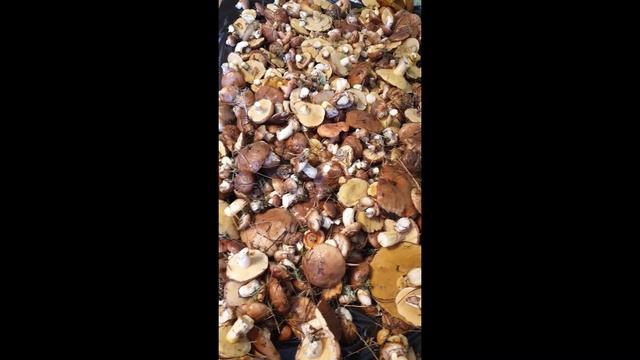 Как быстро почистить грибы маслята. смотреть онлайн