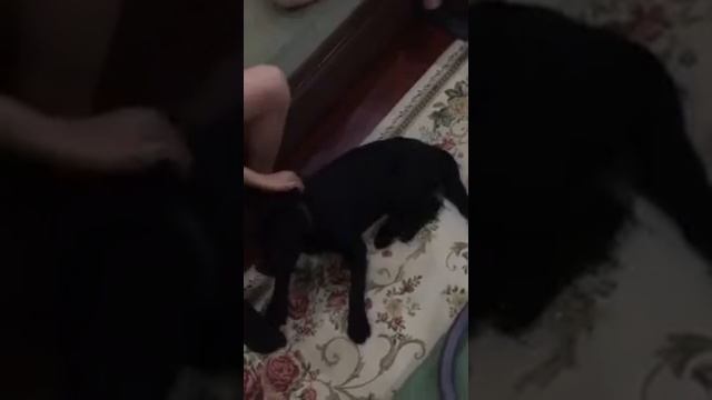 Смешно! Лабрадор 4,5 месяца смотреть онлайн