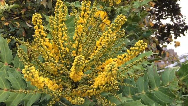 Mahonia (Mahonia aquifolium) - flowers - October 2017 смотреть онлайн