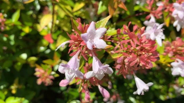 Abelia X Grandiflora