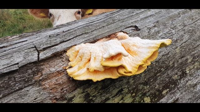 Svamp för alla - Svavelticka - Laetiporus sulphureus смотреть онлайн