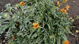 ГАЦАНИЯ ОСЕНЬЮ.КАК СОХРАНИТЬ ГАЦАНИЮ ДО СЛЕДУЮЩЕГО ГОДА.