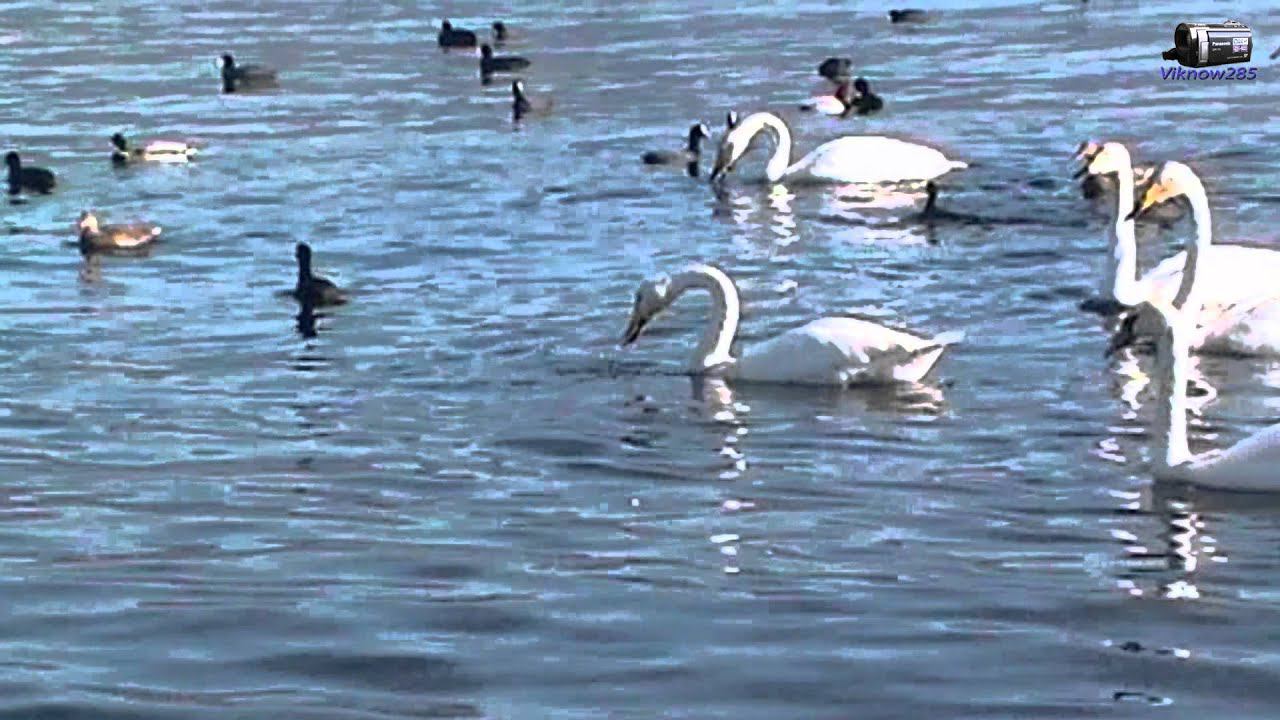 Зима в Новороссийске 2 января 2013 года смотреть онлайн