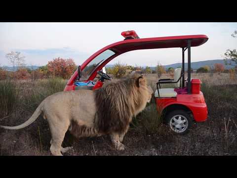 Лев Марсель УСТРОИЛ ДОСМОТР МАШИНКИ!