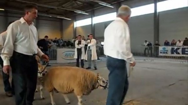 Beltex sheep at Agriflanders Winter Show Belgium 2011