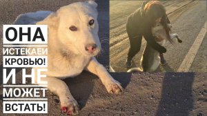 Я сбила собаку