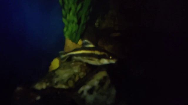 Полосатый платидорас смотреть онлайн