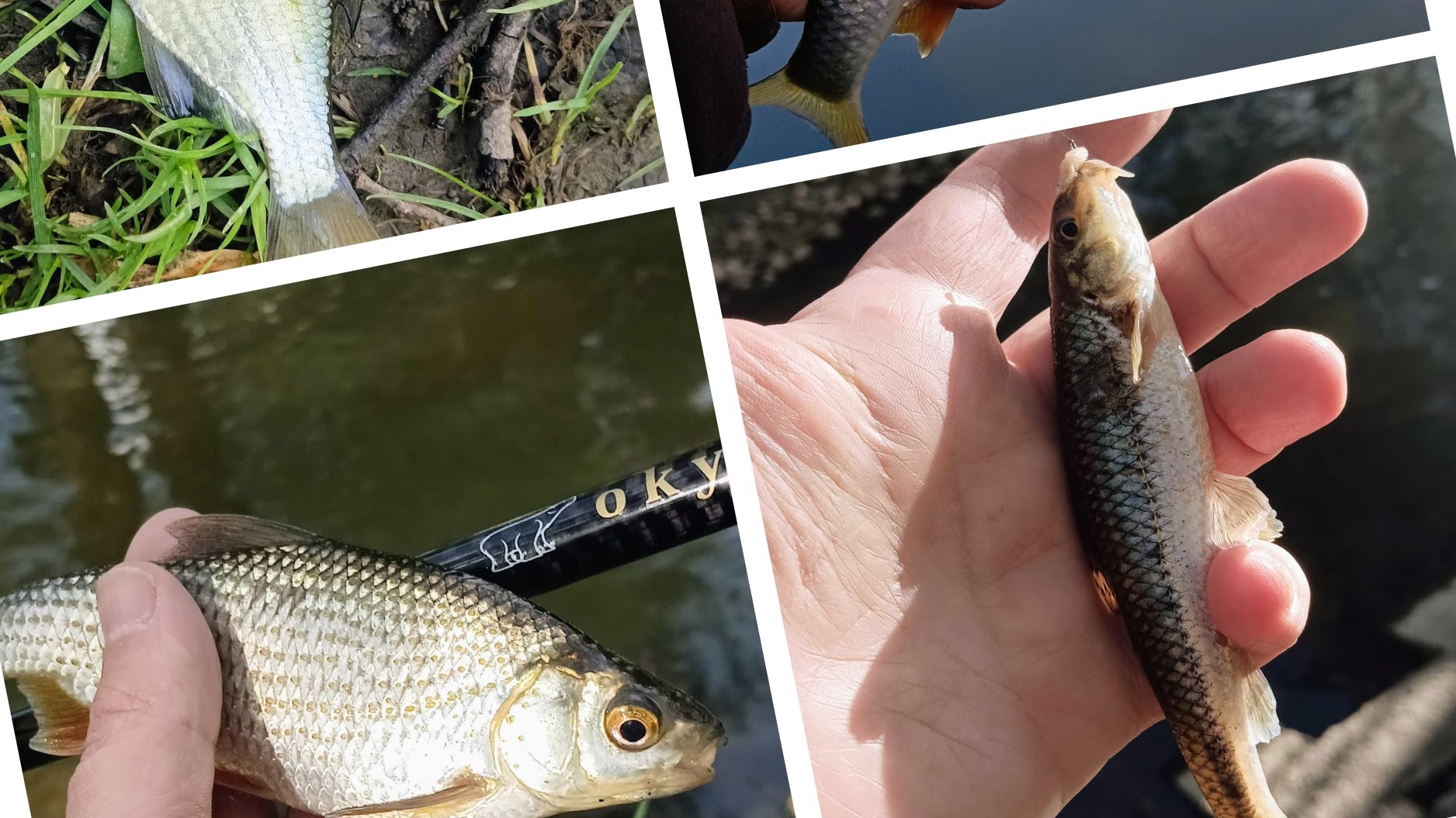 Паркфишинг с новой махалкой Okuma смотреть онлайн