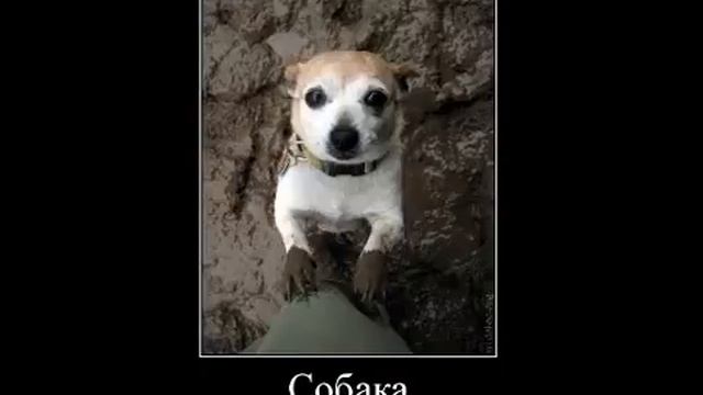Собака барабака- 2. Собаки-демотиваки смотреть онлайн