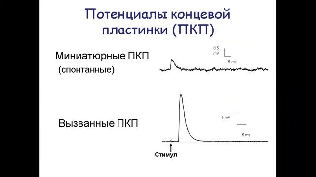 лекция синапс смотреть онлайн