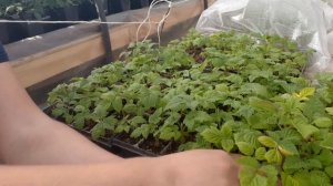 Укоренение крапивки малины. Итоги