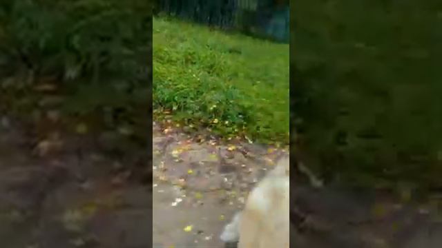 НАНИ, наша пугливая лань, дома смотреть онлайн