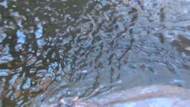 Танцующие бегемоты во Вроцлавском зоопарке - Dancing Hippos At The Wroclaw Zoo