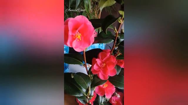 CAMELLIA (WINTER ROSE) смотреть онлайн