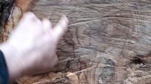 Огромная СУВЕЛЬ ДУБА! Покажу распил до и после сушки.