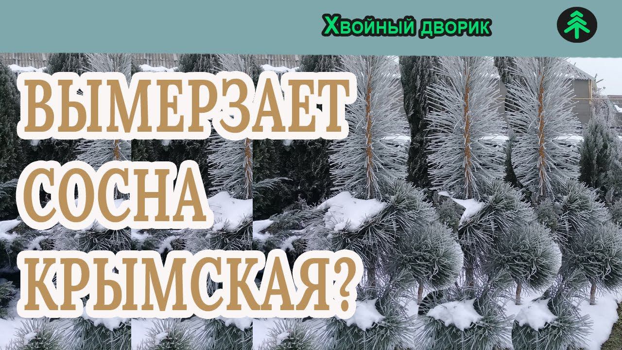 Вымерзает ли у нас сосна крымская?питомник "Хвойный дворик" вопрос-ответ смотреть онлайн