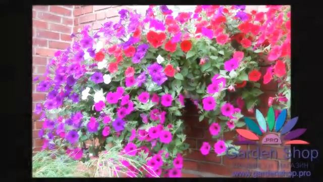 Каскадна петуния семена - Petunia X hybrida for hanging baskets смотреть онлайн