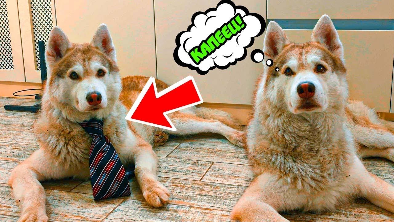 ШОК! У МЕНЯ ЕСТЬ БРАТ БЛИЗНЕЦ ПОНЧИК!! Хаски Бублик Говорящая собака смотреть онлайн