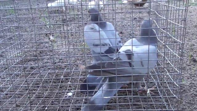 английские типлеры (новая порода голубей )для меня. смотреть онлайн