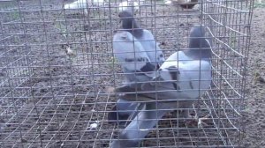 английские типлеры (новая порода голубей )для меня.