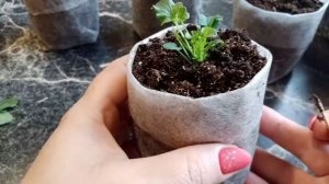 Прищипка виолы для пышного кустика.