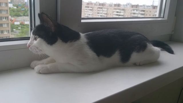 Беззвучно ругающаяся кошка) смотреть онлайн