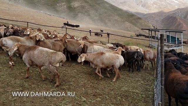 Элитные рыжие гиссарские овцы Таджикистана смотреть онлайн